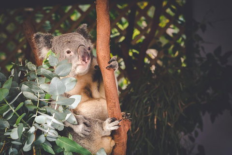 Small-Group Blue Mountains Day Trip From Sydney With Wildlife Park - Hervey Bay Accommodation 2