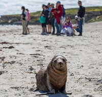 Kangaroo Island in a Day Tour from Adelaide - Hervey Bay Accommodation