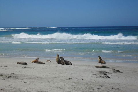 Kangaroo Island In A Day Tour From Adelaide - Hervey Bay Accommodation 1