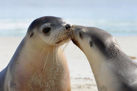 2 Day Ultimate Kangaroo Island With Return Ferry - Hervey Bay Accommodation 2