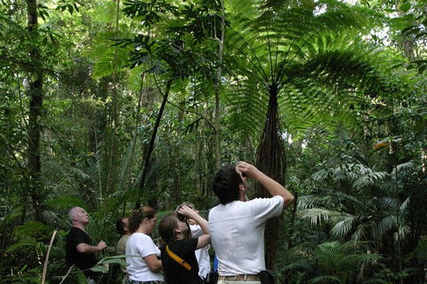 Atherton Tablelands Rain Forest By Night From Cairns - Hervey Bay Accommodation 3