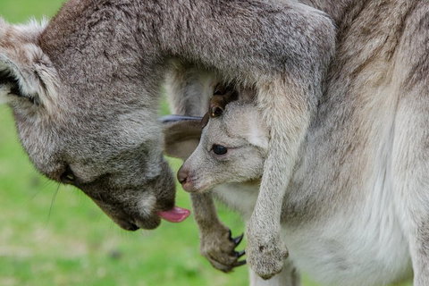 3-Day Melbourne To Adelaide Small-Group Tour Via Great Ocean Road Grampians - Hervey Bay Accommodation 1