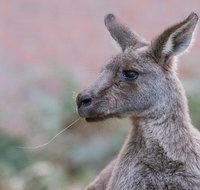 Grampians National Park with Kangaroos and MacKenzie Falls from Melbourne - Hervey Bay Accommodation