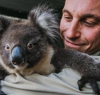 Kangaroos  Koala encounter experience Half day private tour - Hervey Bay Accommodation