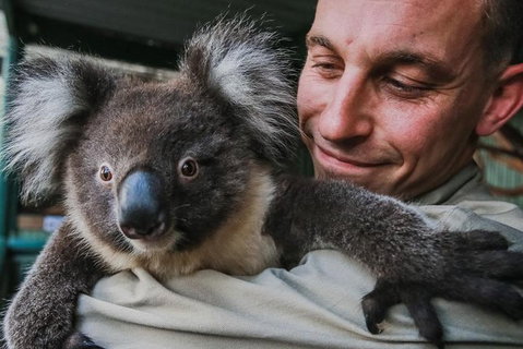 Kangaroos & Koala Encounter Experience (Half Day Private Tour) - Hervey Bay Accommodation 0