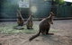 Kangaroos & Koala Encounter Experience (Half Day Private Tour) - thumb 2
