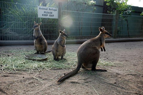 Kangaroos & Koala Encounter Experience (Half Day Private Tour) - Hervey Bay Accommodation 2