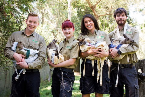 Kangaroos & Koala Encounter Experience (Half Day Private Tour) - Hervey Bay Accommodation 3