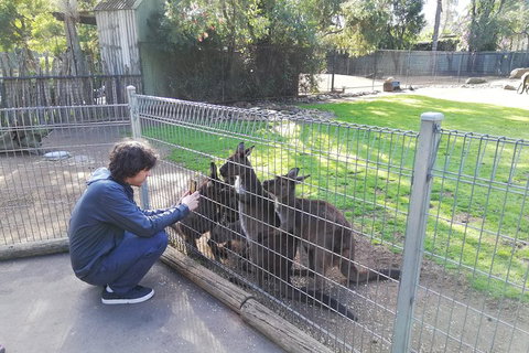 Kangaroos & Koala Encounter Experience (Half Day Private Tour) - Hervey Bay Accommodation 4