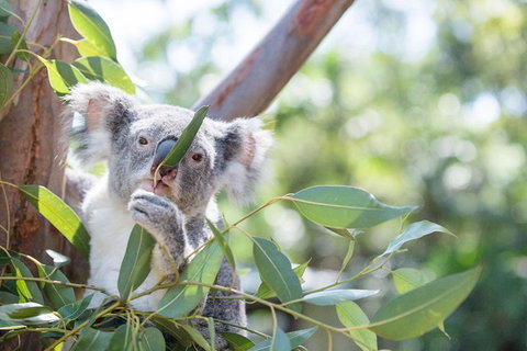 Kangaroos & Koala Encounter Experience (Half Day Private Tour) - Hervey Bay Accommodation 5