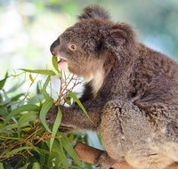 Blue Mountains Private Tour with Kangaroos  Koala Encounter - Hervey Bay Accommodation