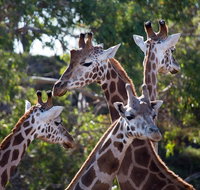 Werribee Open Range Zoo General Admission Ticket - Hervey Bay Accommodation