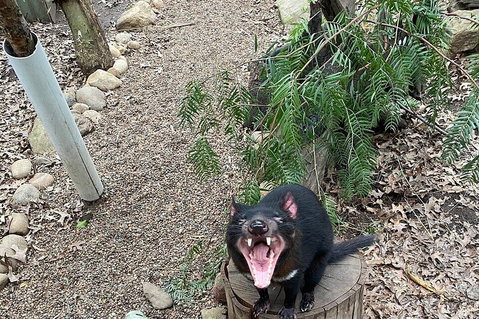 Featherdale Wildlife Park General Admission - Hervey Bay Accommodation 1