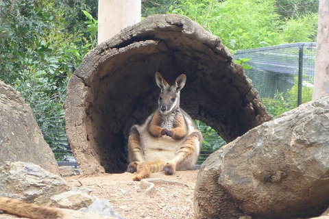 Featherdale Wildlife Park General Admission - Hervey Bay Accommodation 2