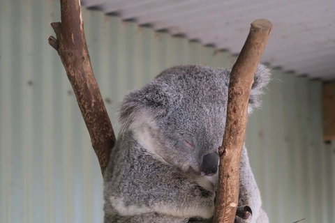 Featherdale Wildlife Park General Admission - Hervey Bay Accommodation 3