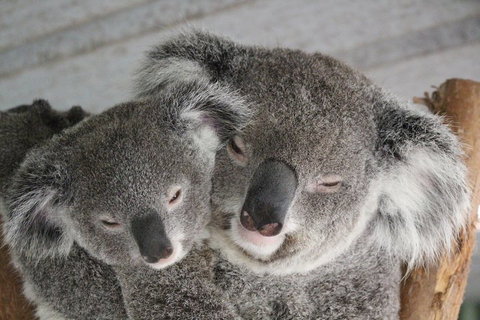 Featherdale Wildlife Park General Admission - Hervey Bay Accommodation 4