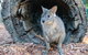 Featherdale Wildlife Park General Admission - thumb 5