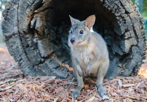 Featherdale Wildlife Park General Admission - Hervey Bay Accommodation 5