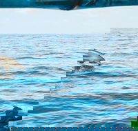 Cruise with Dolphins in Byron Bay - Hervey Bay Accommodation