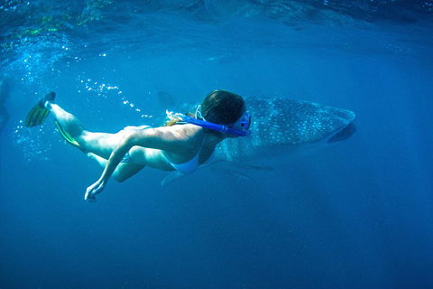 6-Day Coral Coaster From Perth To Exmouth One-Way Via Monkey Mia Ningaloo Reef - Hervey Bay Accommodation 3