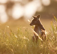 Sunset Blue Mountains Wilderness  Wildlife Tour without the crowds - Hervey Bay Accommodation
