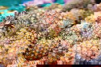 Sunshine Coast Eumundi Markets Return Minibus Transfer, Noosa