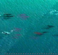 40-45 Minute Port Stephens and Stockton Beach Helicopter Flight - For 2 - Tourism Hervey Bay