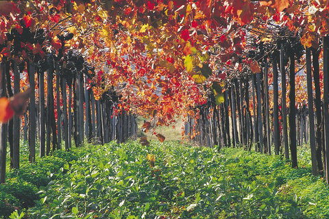 Margaret River Private Tour - Hervey Bay Accommodation 0