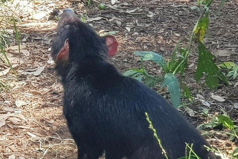 Phillip Island Penguin And Wildlife Tour - Tourism Hervey Bay 0