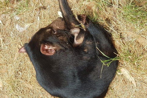 Phillip Island Penguin And Wildlife Tour - Tourism Hervey Bay 3