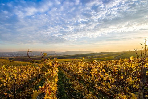 Wine Tours Sydney - Southern Highlands Day Escape, Full Day Wine Tasting Tour - Hervey Bay Accommodation 1