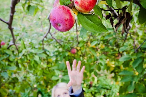 Perth Hills - Wildlife, Art & Gastronomy - Hervey Bay Accommodation 1