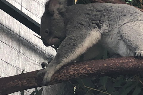 Perth Hills - Wildlife, Art & Gastronomy - Hervey Bay Accommodation 3