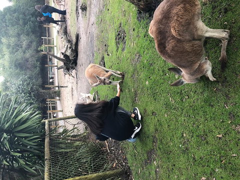 Perth Hills - Wildlife, Art & Gastronomy - Hervey Bay Accommodation 4