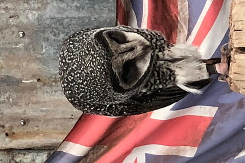 Perth Hills - Wildlife, Art & Gastronomy - Hervey Bay Accommodation 5