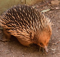 Puffing Billy And Healesville Sanctuary Scenic Tour - Hervey Bay Accommodation