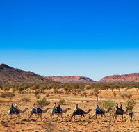 Alice Springs Camel Tour - Hervey Bay Accommodation