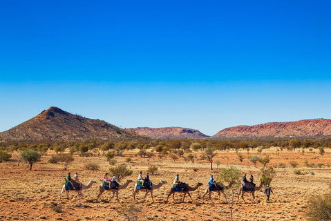 Alice Springs Camel Tour - Hervey Bay Accommodation 0