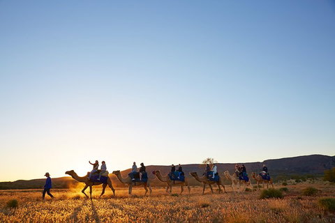 Alice Springs Camel Tour - Hervey Bay Accommodation 1