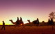 Alice Springs Camel Tour - thumb 4