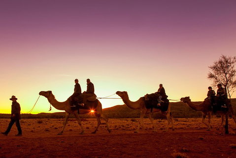 Alice Springs Camel Tour - Hervey Bay Accommodation 4
