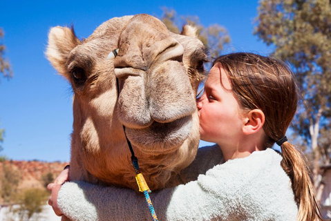 Alice Springs Camel Tour - Hervey Bay Accommodation 5