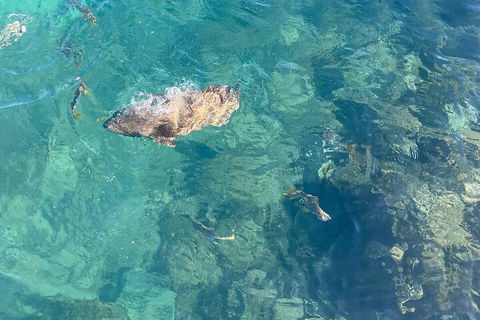 Aquascene Magnetic Island Discovery Tour - Hervey Bay Accommodation 1
