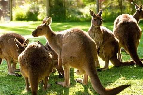 Melbourne City Card (3 Days): Visit Unlimited Attractions! - Tourism Hervey Bay 4