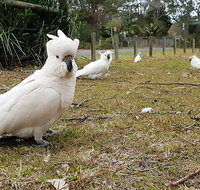 Kiama South Coast Tour with Coastline Farmlands Aboriginal Engravings  Lunch - Hervey Bay Accommodation