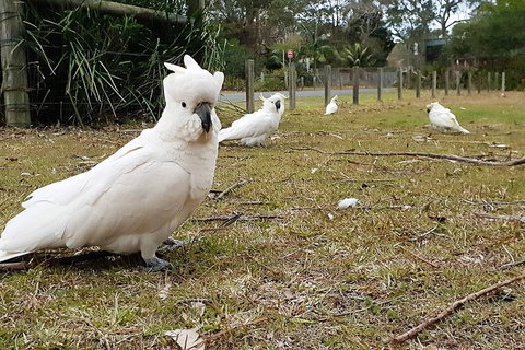 Kiama South Coast Tour With Coastline, Farmlands, Aboriginal Engravings & Lunch - Hervey Bay Accommodation 0