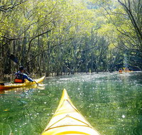 Middle Harbour Mangrove Explorer - Hervey Bay Accommodation