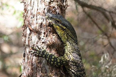 Byron Bay Combo: Minyon Falls And Hinterland Day Trip And Learn To Surf At Byron Bay - Tourism Hervey Bay 0