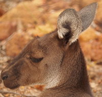 Australian animals Seascape and Sunset Photography Tour - Hervey Bay Accommodation