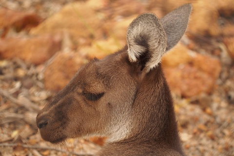 Australian Animals, Seascape And Sunset Photography Tour - Hervey Bay Accommodation 0